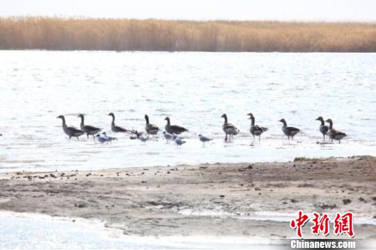 候鸟陆续飞抵中国北疆预计四月中旬达峰值