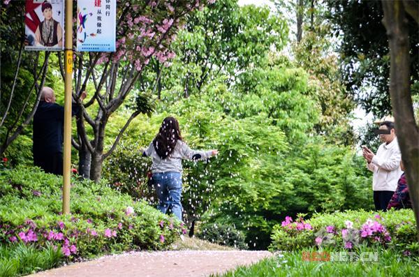 不文明镜头:湘潭一公园内市民为拍花雨飘落猛摇樱花树