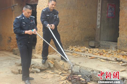 眼镜蛇闯民宅觅食云南麻栗坡森警及时处置排险