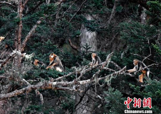 四川宝兴首次发现野生金丝猴群
