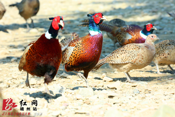 靖州一农村青年驯养野鸡成功添富路