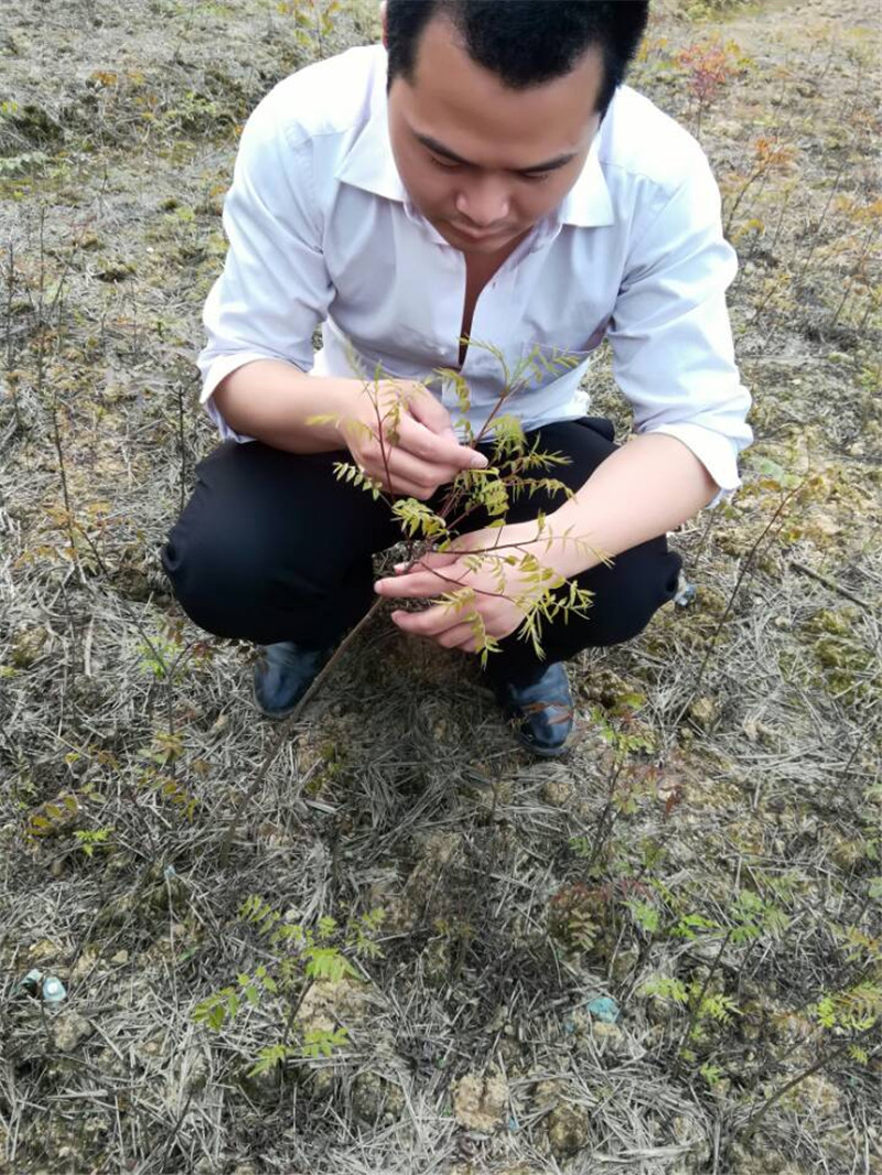 邹长福培育的良种黄鹂芽茶种苗 