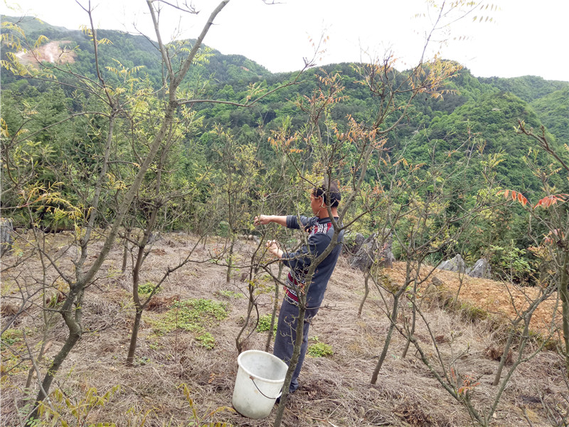 邹长福正在带领村民采摘黄鹂芽茶