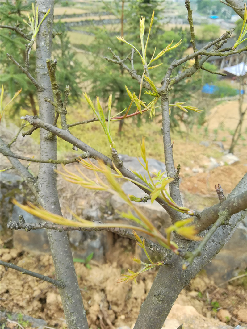 鲜嫩的黄鹂芽茶三