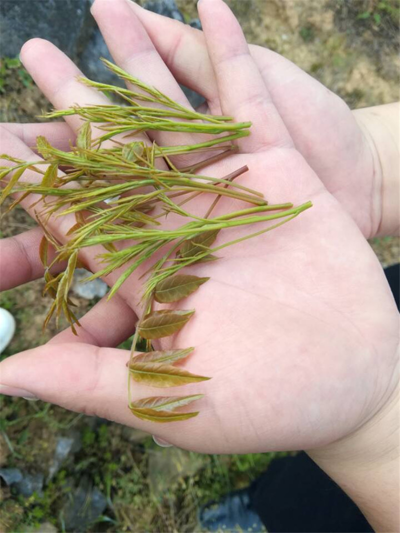 精选的黄鹂芽茶原材料
