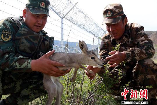新疆阿勒泰边防官兵救助野生黄羊幼崽（图）