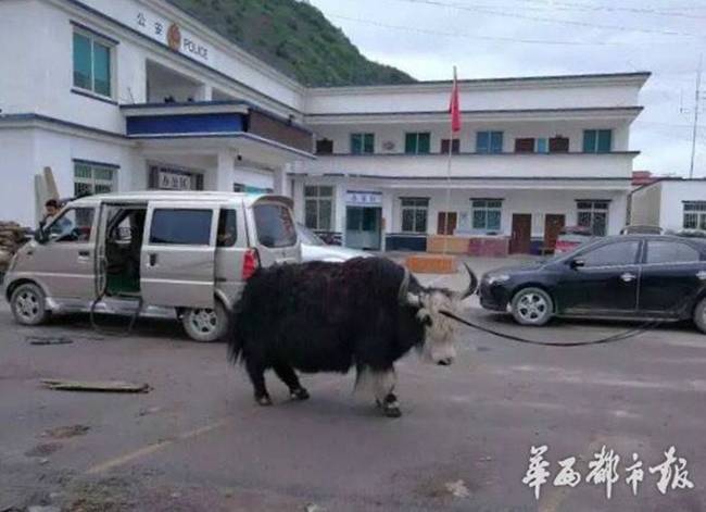 四川现盗牛贼 一辆面包车塞进两头牦牛(组图)