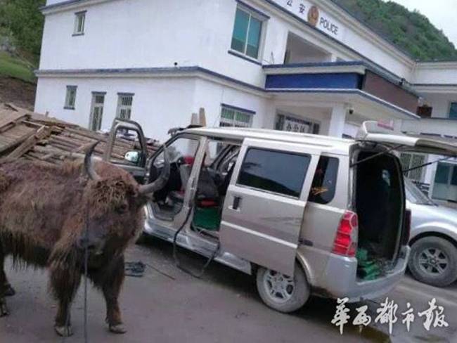 四川现盗牛贼 一辆面包车塞进两头牦牛(组图)