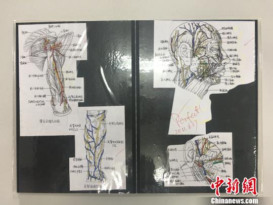 上海交大2017届医学院临床医学八年制孔令璁的《人体解剖课》笔记。