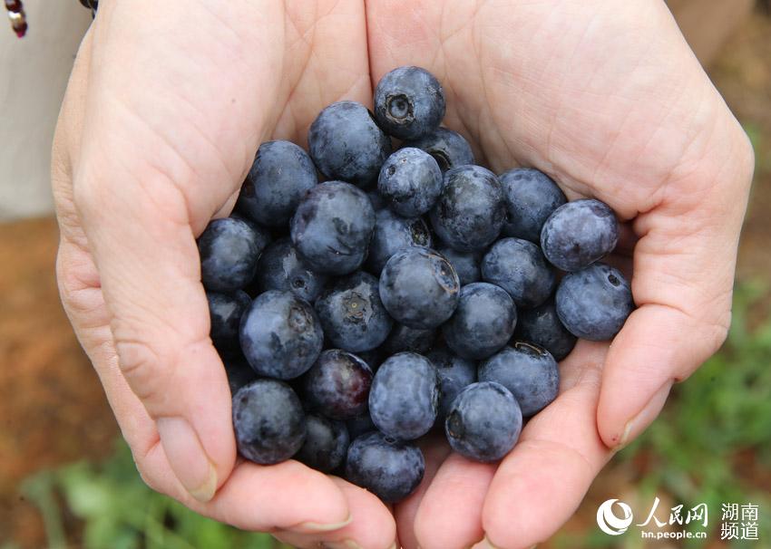游客在湖南省衡南县洪山镇的蓝莓庄园展示他们采摘到的蓝莓 。 