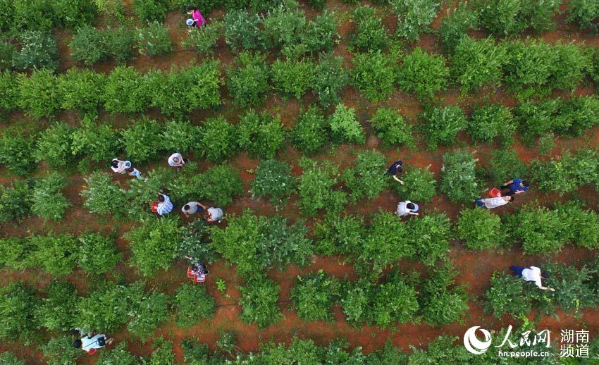 游客们在湖南省衡南县洪山镇的蓝莓庄园采摘蓝莓 。 