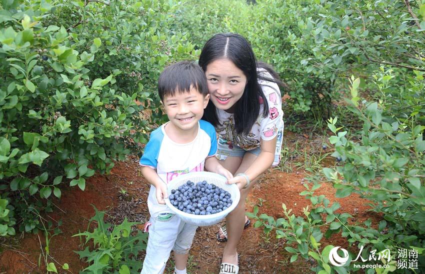 游客在湖南省衡南县洪山镇的蓝莓庄园展示他们采摘到的蓝莓 。 