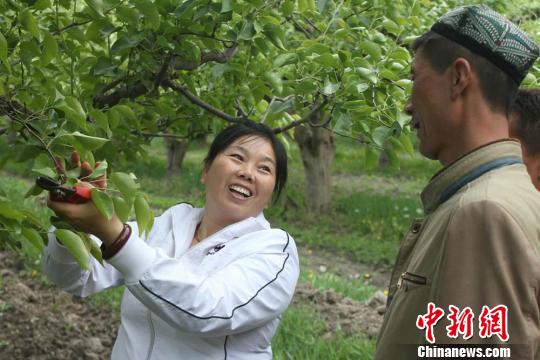 刘亚琴正在给阿依仙的老公和邻居示范果树修剪。陈青山 摄