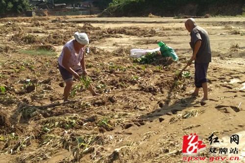 [防汛抗灾]塘底乡积极开展灾后生产自救