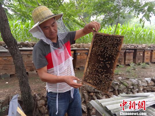 探访太行山三代养蜂人：提供良心蜜是最大心愿