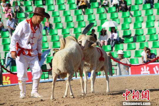 中国民间竞技运动“斗羊”：羊斗士的激烈角逐