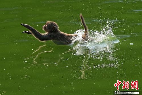 南京高温持续“红警”猴子戏水觅清凉