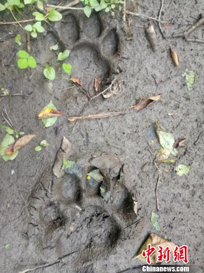 吉林天桥岭现“母幼双虎”足迹渐成野生虎栖息地