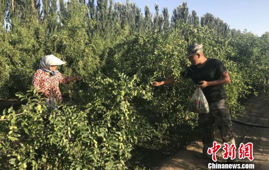 新疆兵团塔里木垦区25万亩红枣芽“废物”变宝（图）