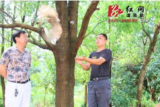 道县救助并放生一只国家二级保护野生动物猴面鹰