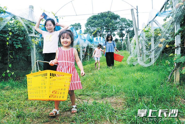昨日，长沙县青山铺镇，很多市民、游客带着孩子来到葡萄园采摘葡萄。 长沙晚报记者 小刘军 摄