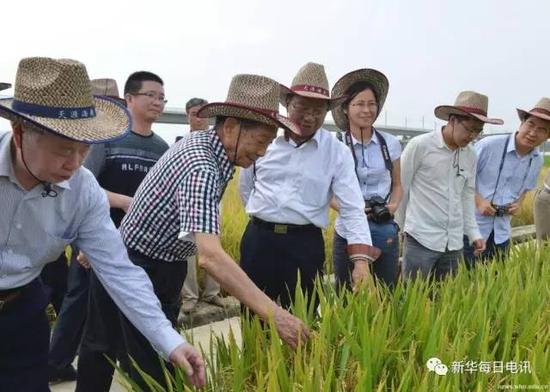 2013年5月，朱英国（左一）与袁隆平院士（左二）、谢华安院士（左三）等在海南考察红莲型水稻新品种珞优8号等产品