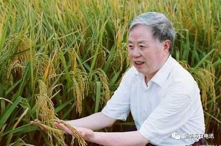 朱英国院士在查看水稻长势。(供图：武汉大学)