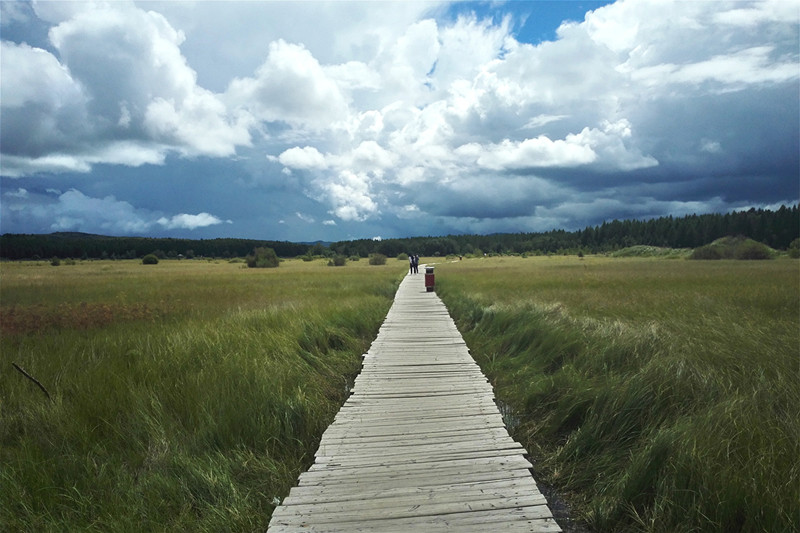 塞罕坝七星湖生态建设区 央视网张筱宇摄