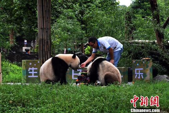 网红双胞胎大熊猫“冰冰”、“青青”欢度两岁生日