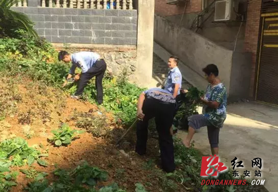东安县专项整治城区违章种菜