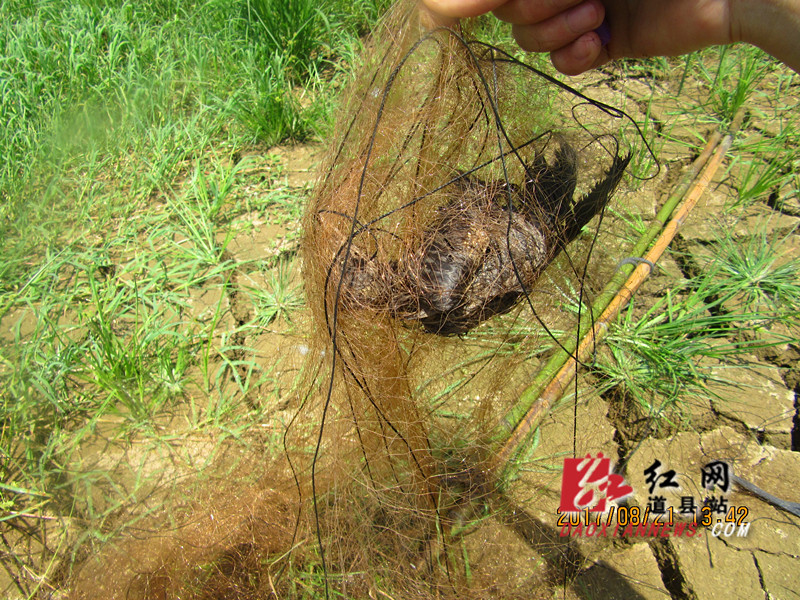 道县开展野保执法行动 成功捣毁捕鸟网