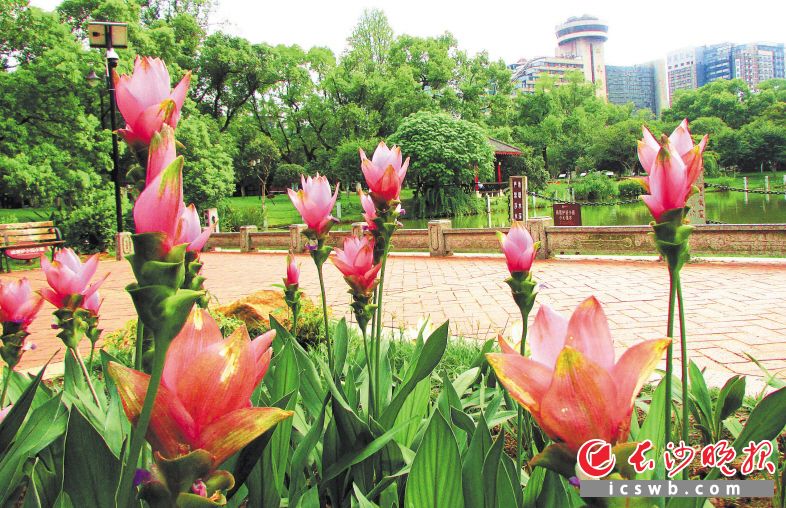 晓园公园内盛开的姜荷花展现出难得一见的美丽。长沙晚报记者 周柏平 通讯员 宋卓娟 摄影报道 