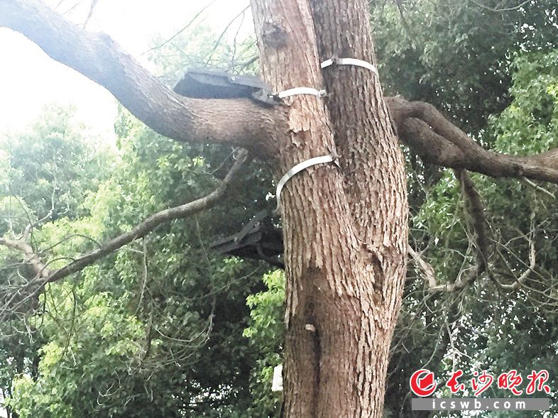 在湘江风光带，樟树上固定景观灯的金属箍成了“紧箍咒”，影响了树木的生长。 长沙晚报记者 谢春年 摄 