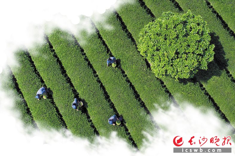 长沙县金井镇湘丰、金茶茶园基地属国家级标准茶园，走过了56个年头，其中出口生意做了20余年，是湖南省茶叶行业最早“走出去”的代表之一。资料图片