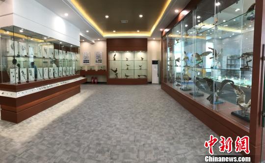 大连机场净空鸟类标本室正式落成