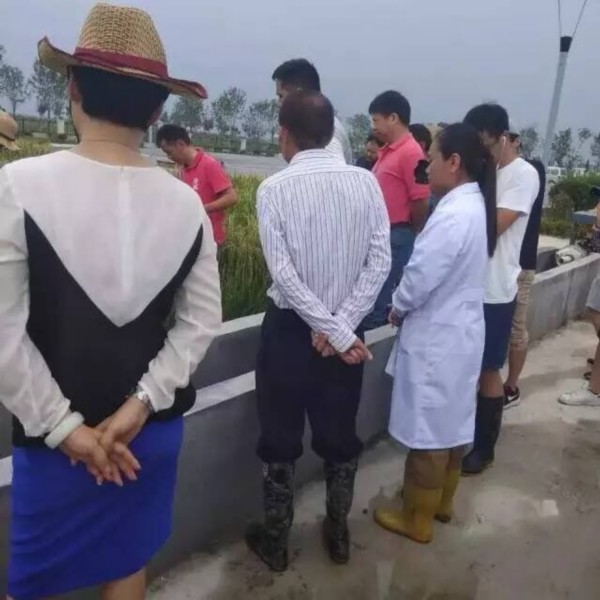 青岛首批海水稻扬花接穗 袁隆平稻田旁过“米寿”