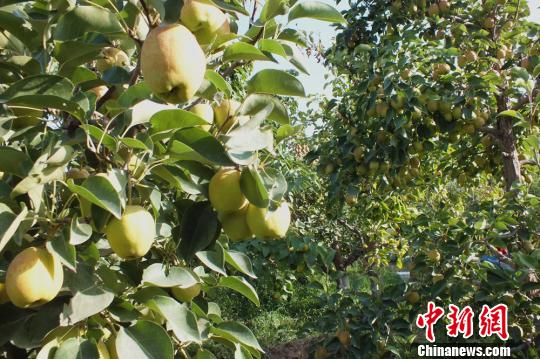 新疆70万亩库尔勒香梨进入采摘期