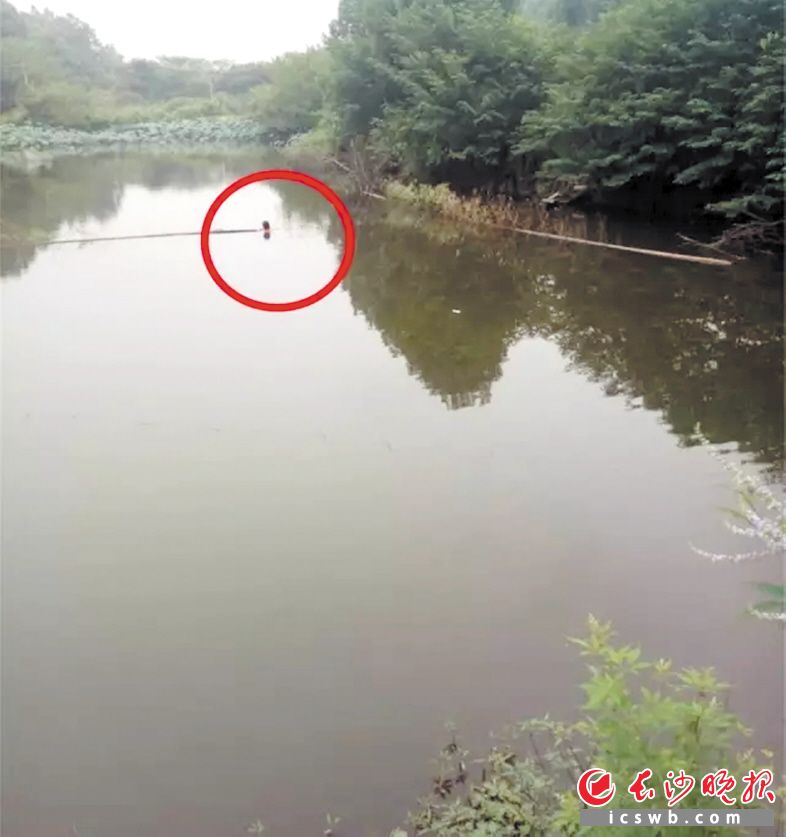 ↑跳水女子抱着塘中的竹竿，仅剩头部露出水面。均为警方供图