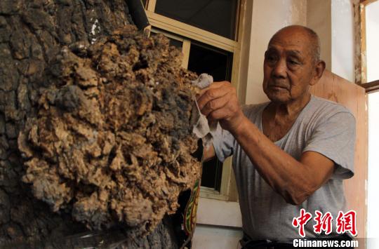 河北一九旬老人与300多岁古树同室而居30多年