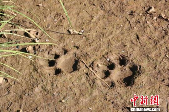 黑龙江三江国家级自然保护区发现野生东北虎足迹