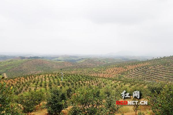 常宁市西岭镇平安村一望无际的油茶树.