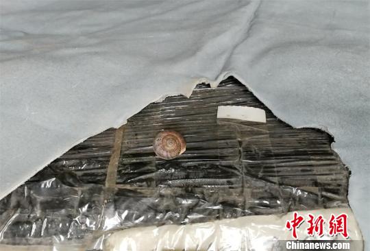 广东茂名口岸截获乳状耳形螺属全国首次