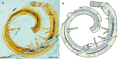 科学家发现五亿多年前共生蠕形动物