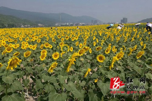 双牌县：千亩油葵花正怒放成周末乡村游热点