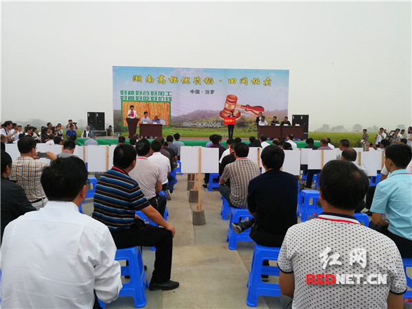 湖南举行全国首次优质稻田间拍卖 引发企业加