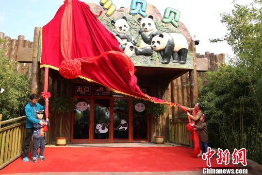两只国宝熊猫“落户”济南首日亮相“萌翻”全场