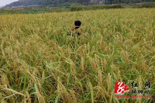 我县栽种巨型稻成功