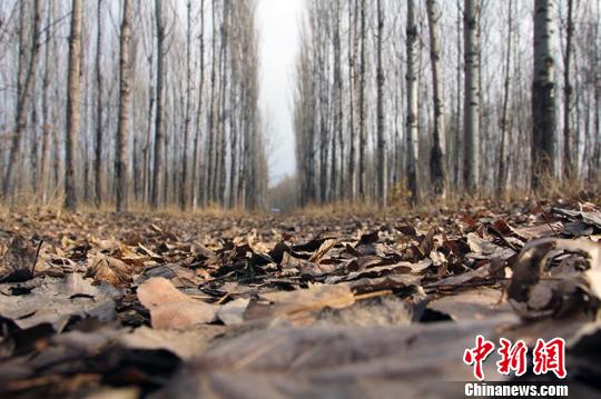 七旬老人坚持种树14年55亩戈壁荒滩变林带（图）