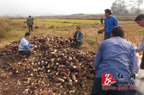 香芋成为农民脱贫的“香饽饽”