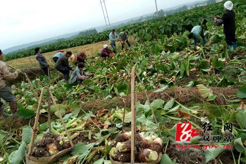 香芋成为农民脱贫的“香饽饽”